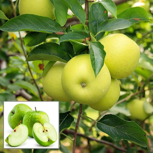 Granny Smith Apple Grafted Live Plant