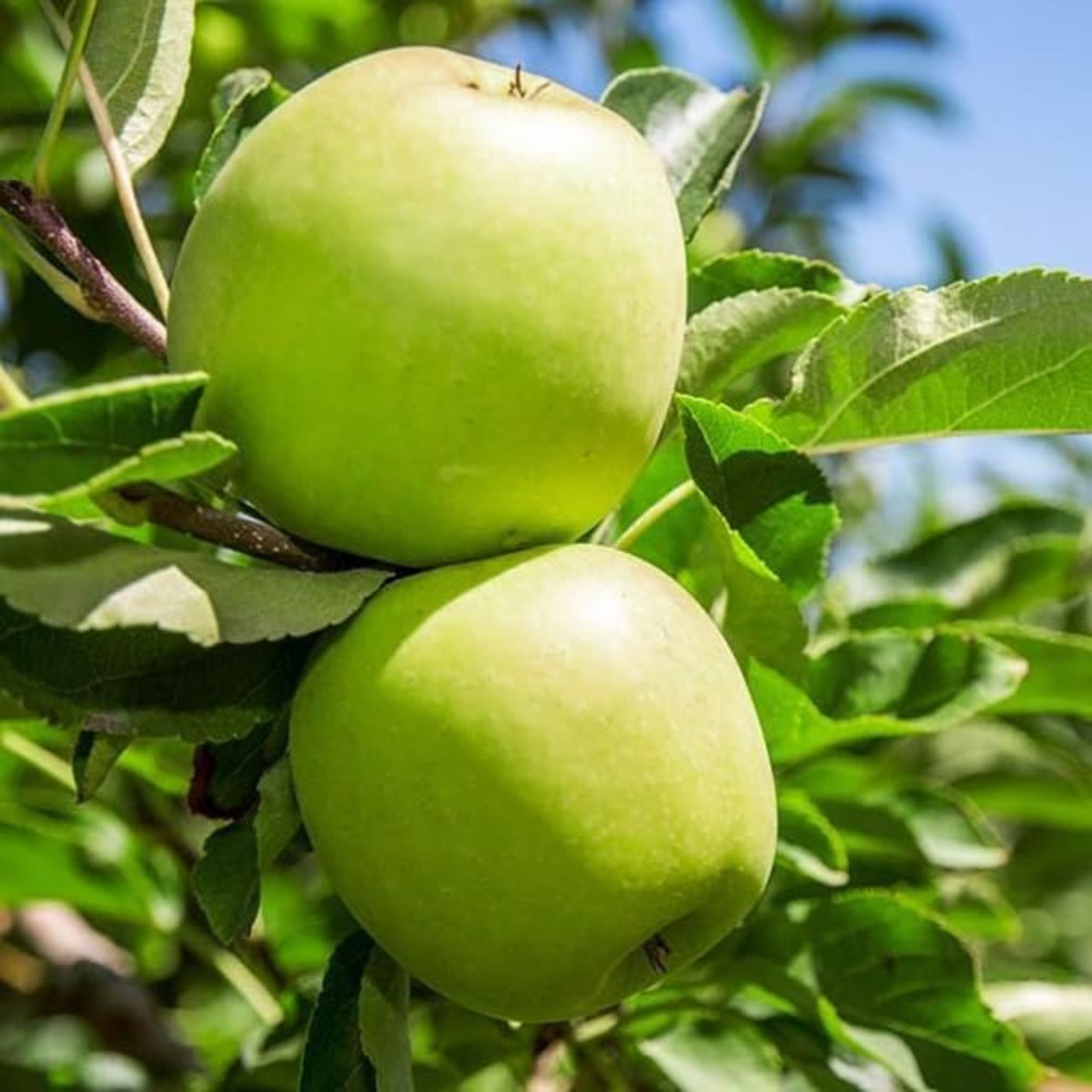 Granny Smith Apple Grafted Live Plant