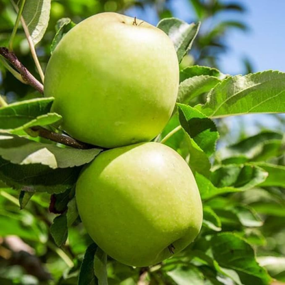 Granny Smith Apple Grafted Live Plant