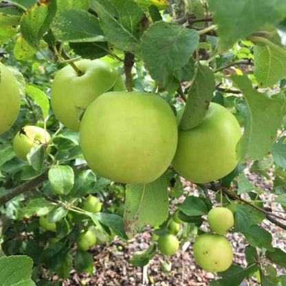 Granny Smith Apple Grafted Live Plant