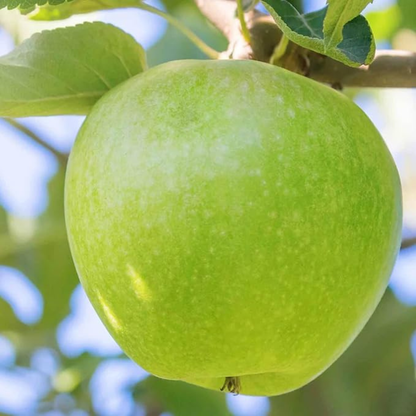Granny Smith Apple Grafted Live Plant