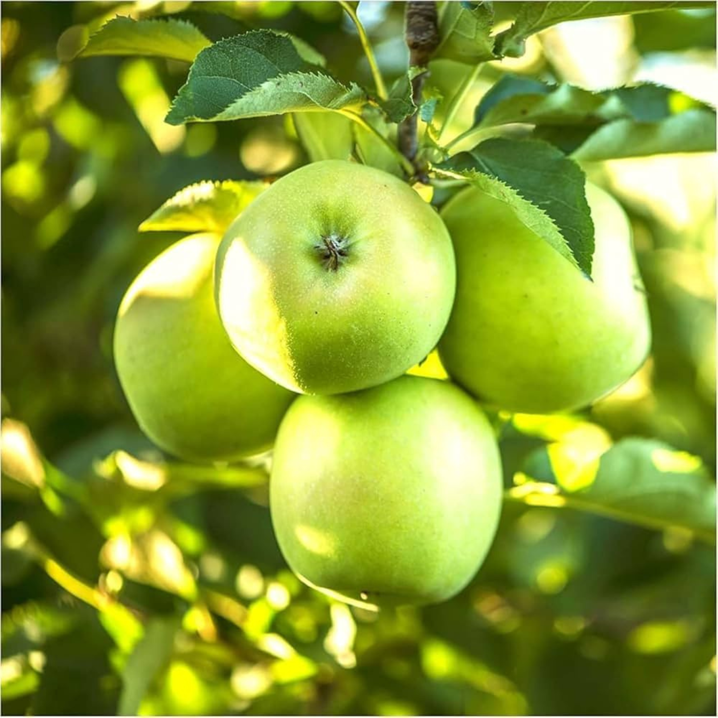 Granny Smith Apple Grafted Live Plant