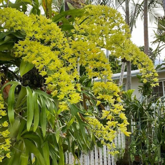 Dendrobium Orchid – Exotic Long-Lasting Blooming Live Plant