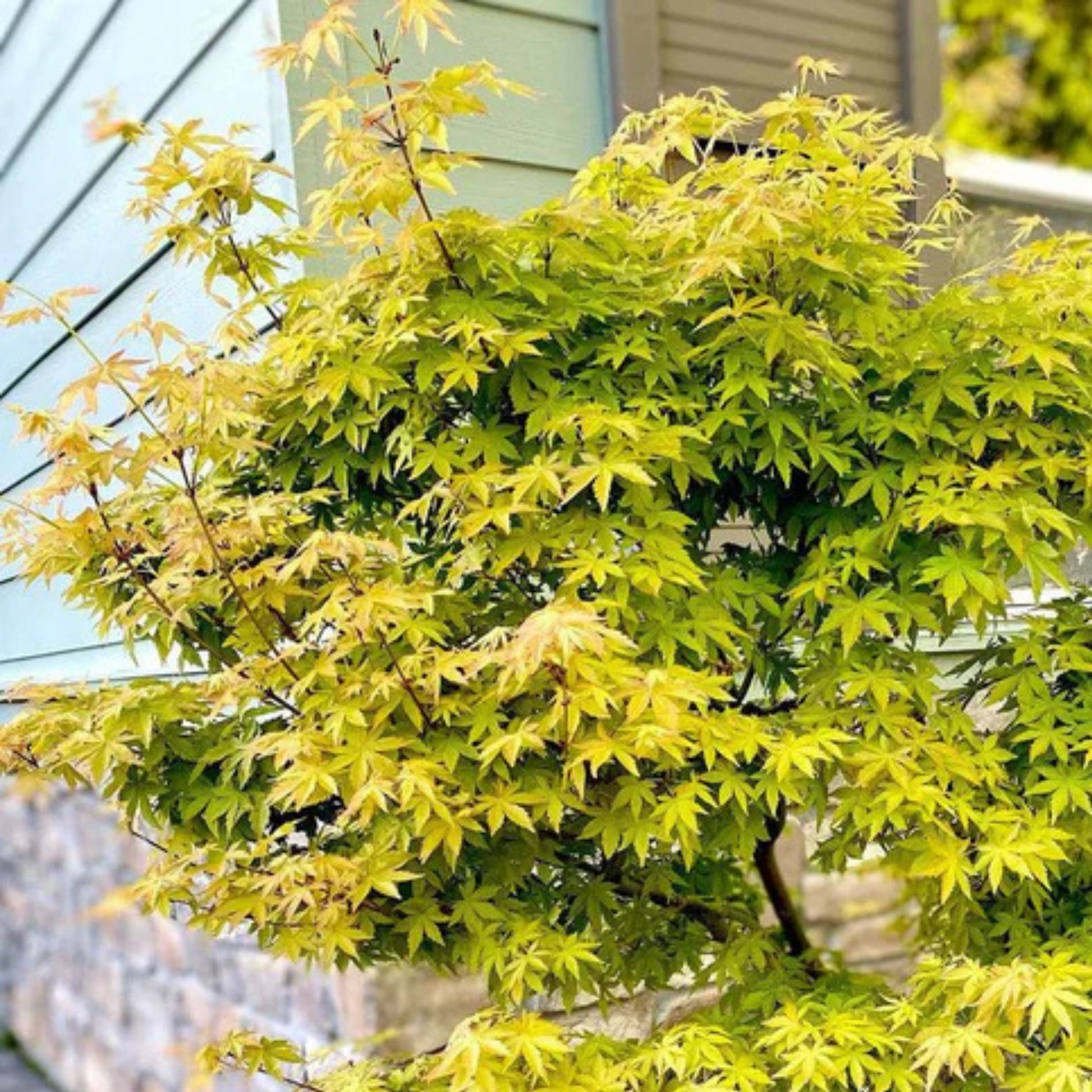 green maple tree indoor plant Green Maple Tree Live Plant Online