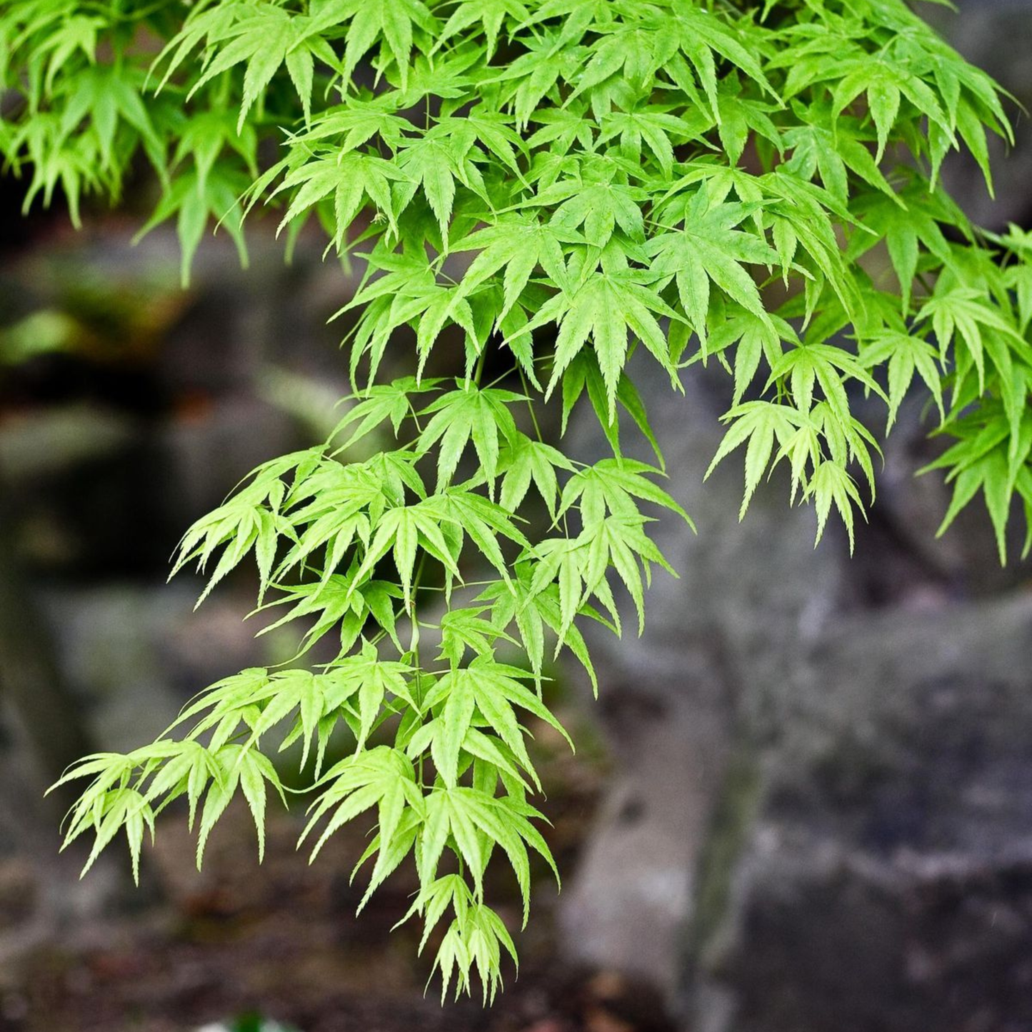 Japanese Green Maple Tree Live Plant