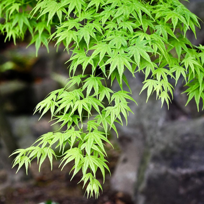 Japanese Green Maple Tree Live Plant