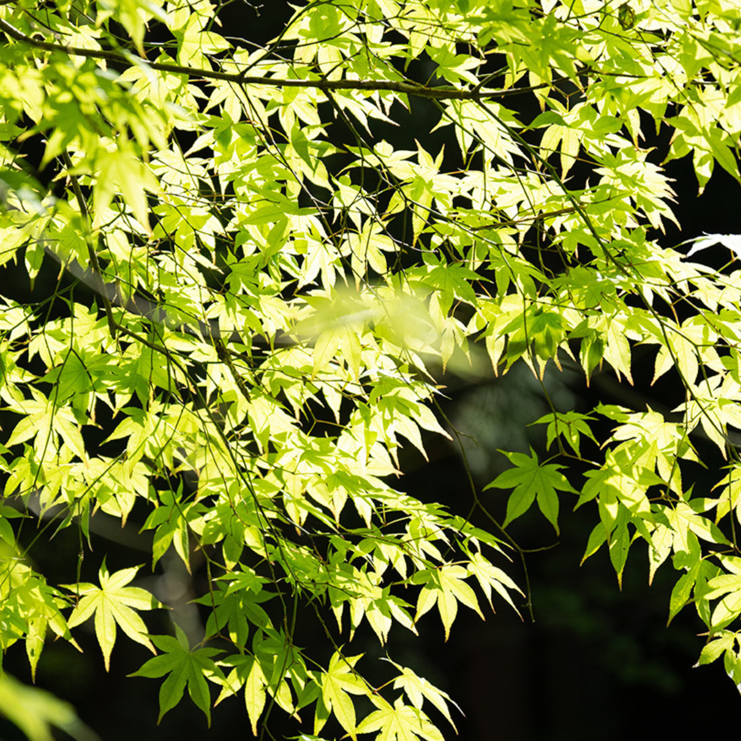 Japanese Green Maple Tree Live Plant