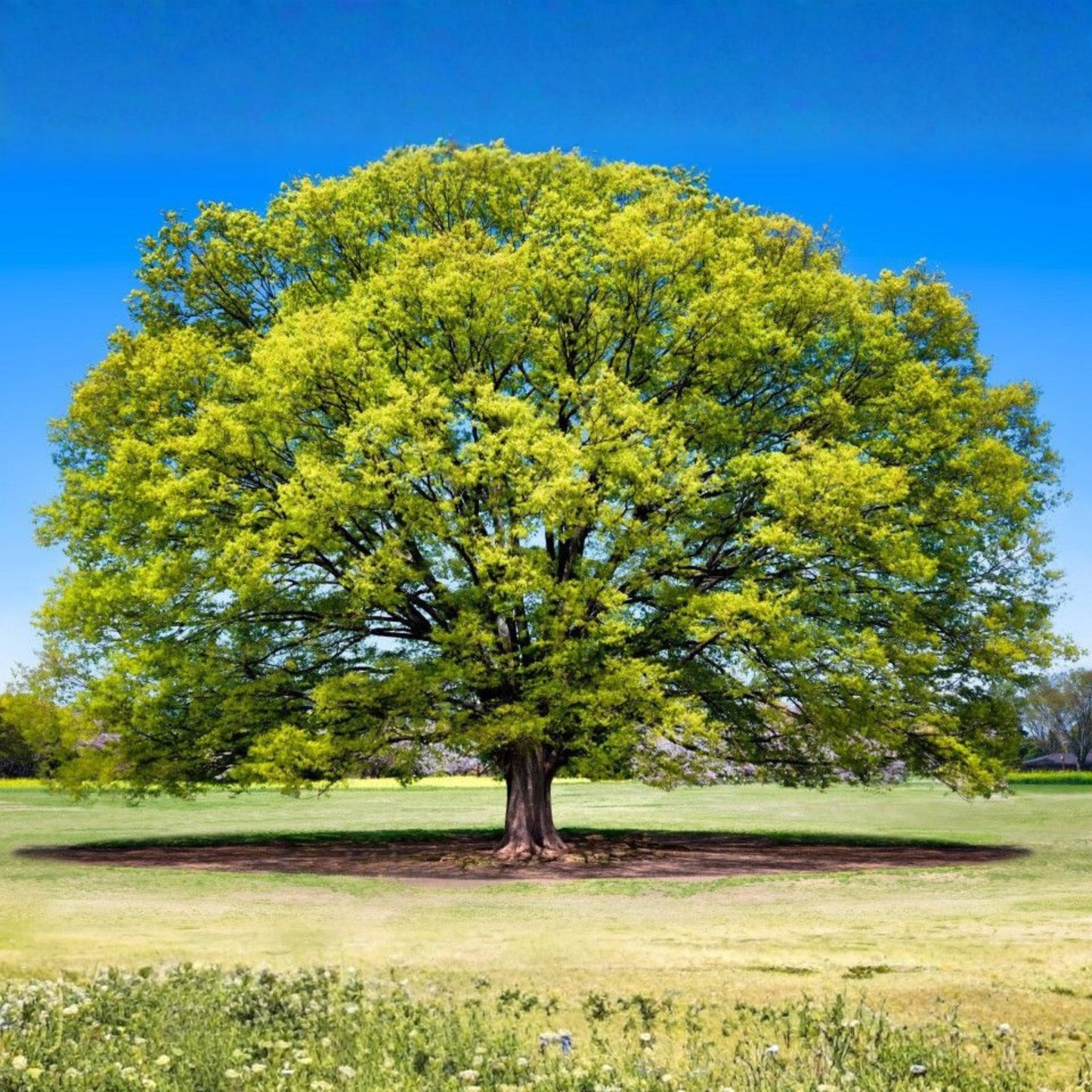Japanese Green Maple Tree Live Plant