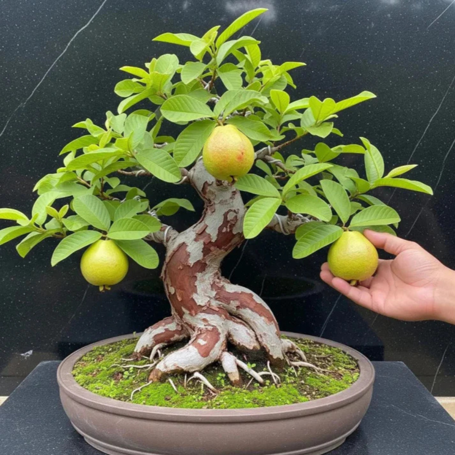 Guava Tree Bonsai Live Fruiting Indoor Bonsai Plant