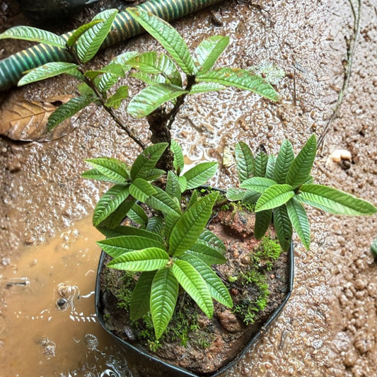 Guava Tree Bonsai Live Fruiting Indoor Bonsai Plant