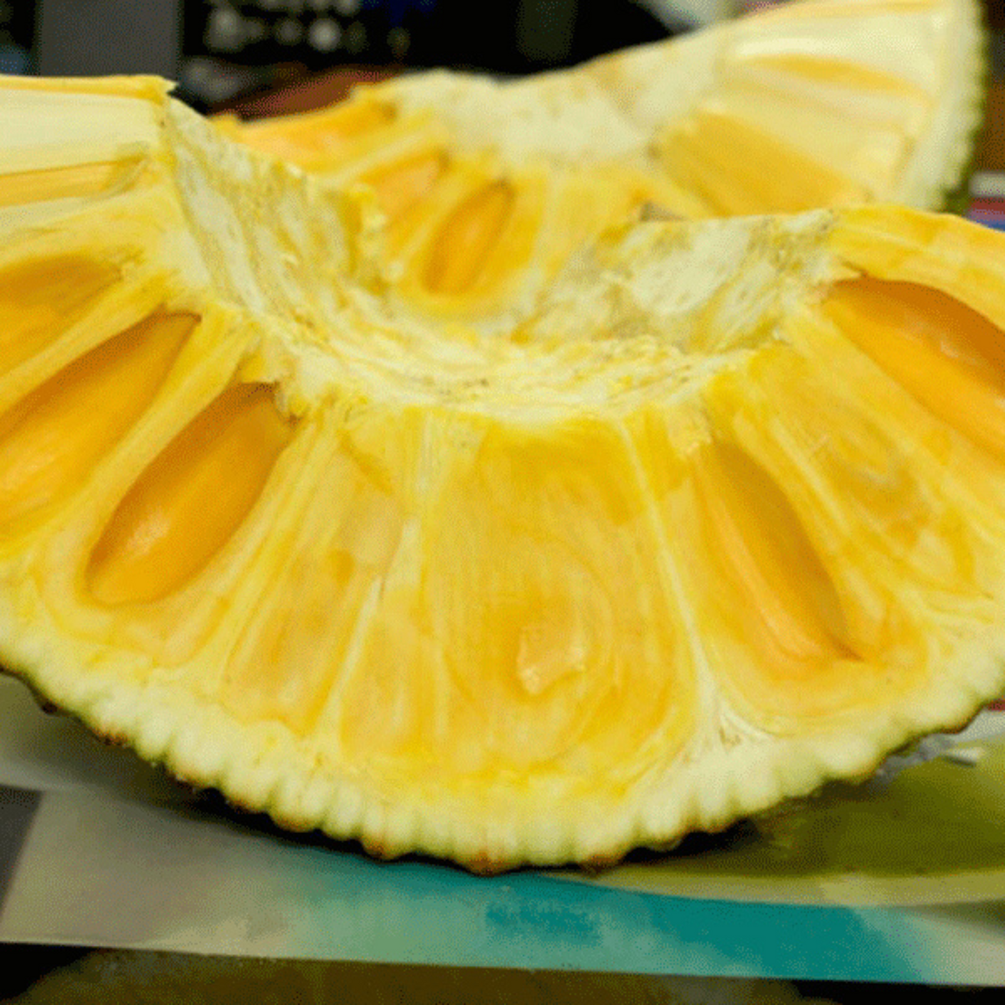 Gumless Jackfruit (Artocarpus heterophyllus) Fruit Live Plant