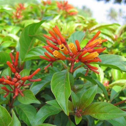 Hamelia Hummingbird All Time Flowering Live Plant