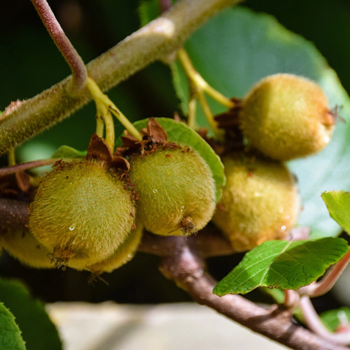 Hardy Kiwi Live Plant (Baby Kiwi) - Rare Exotic Fruit Plant