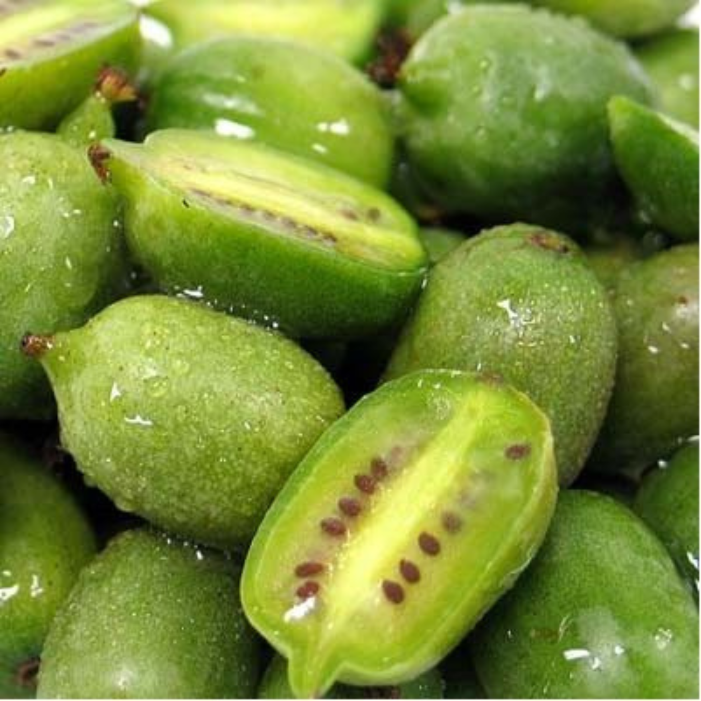 Hardy Kiwi Live Plant (Baby Kiwi) - Rare Exotic Fruit Plant