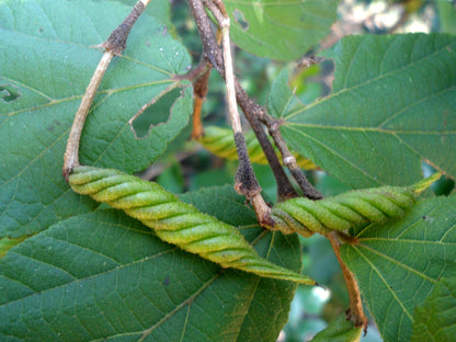 Indian Screw Tree (Helicteres isora) Live Plant