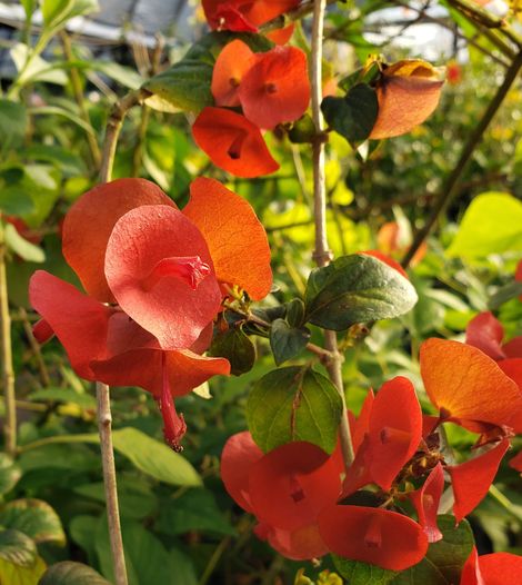 Red Chinese Hat (Holmskioldia Sanguinea) Flowering Live Plant