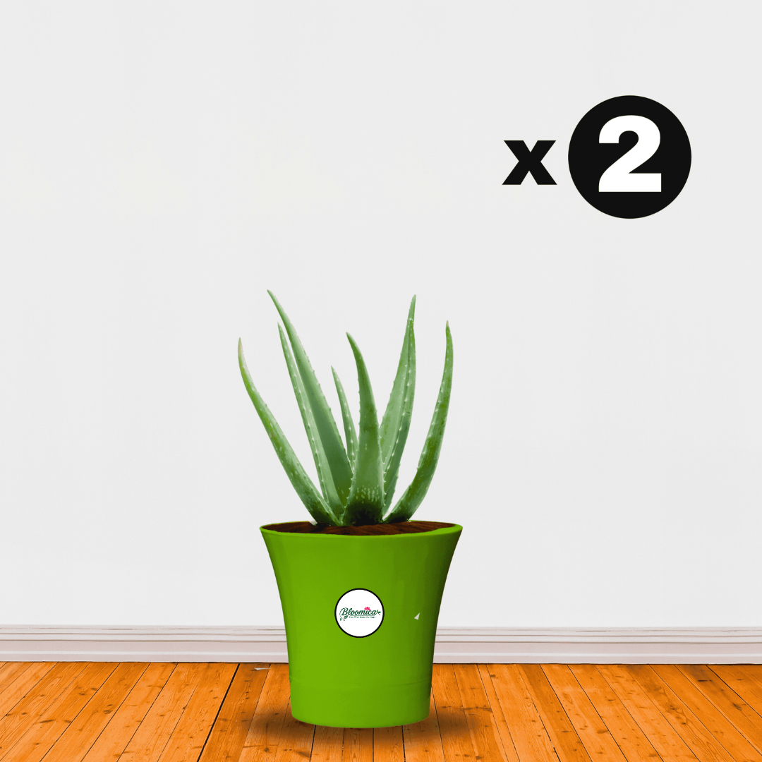 Self Watering Indoor Plastic Pot - Green Colour