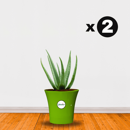 Self Watering Indoor Plastic Pot - Green Colour