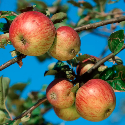 Honeycrisp Apple Grafted Live Plant
