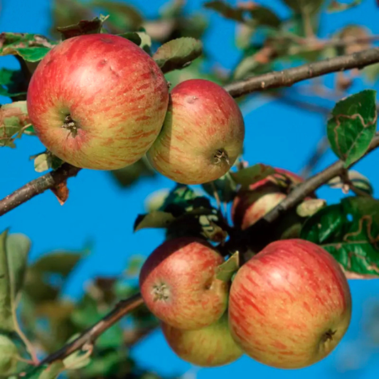 Honeycrisp Apple Grafted Live Plant