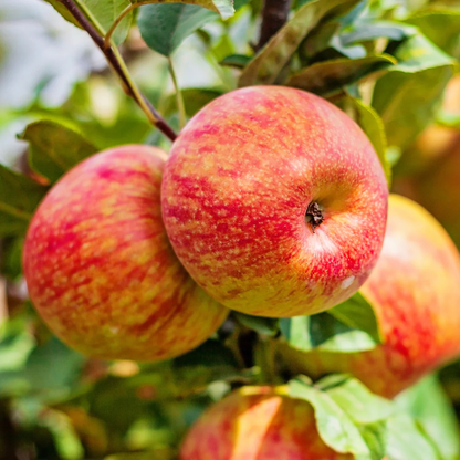Honeycrisp Apple Grafted Live Plant