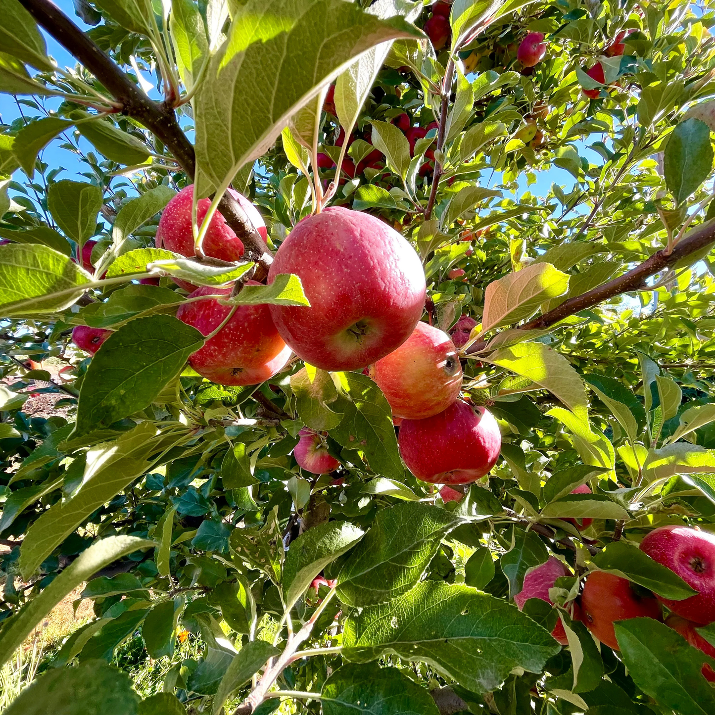 Honeycrisp Apple Grafted Live Plant