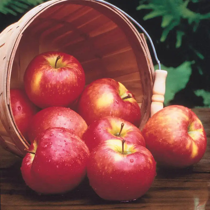 Honeycrisp Apple Grafted Live Plant