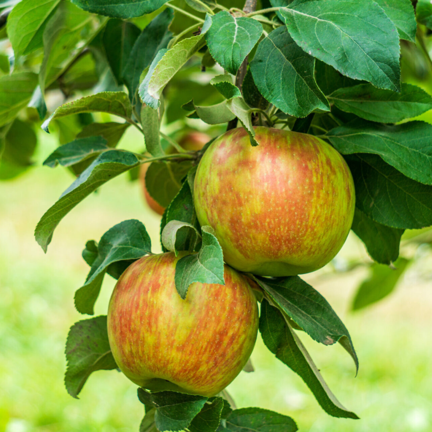 Honeycrisp Apple Grafted Live Plant