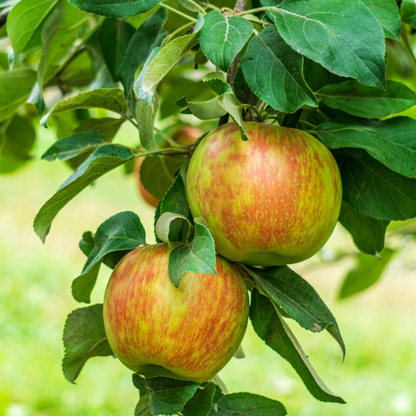 Honeycrisp Apple Grafted Live Plant