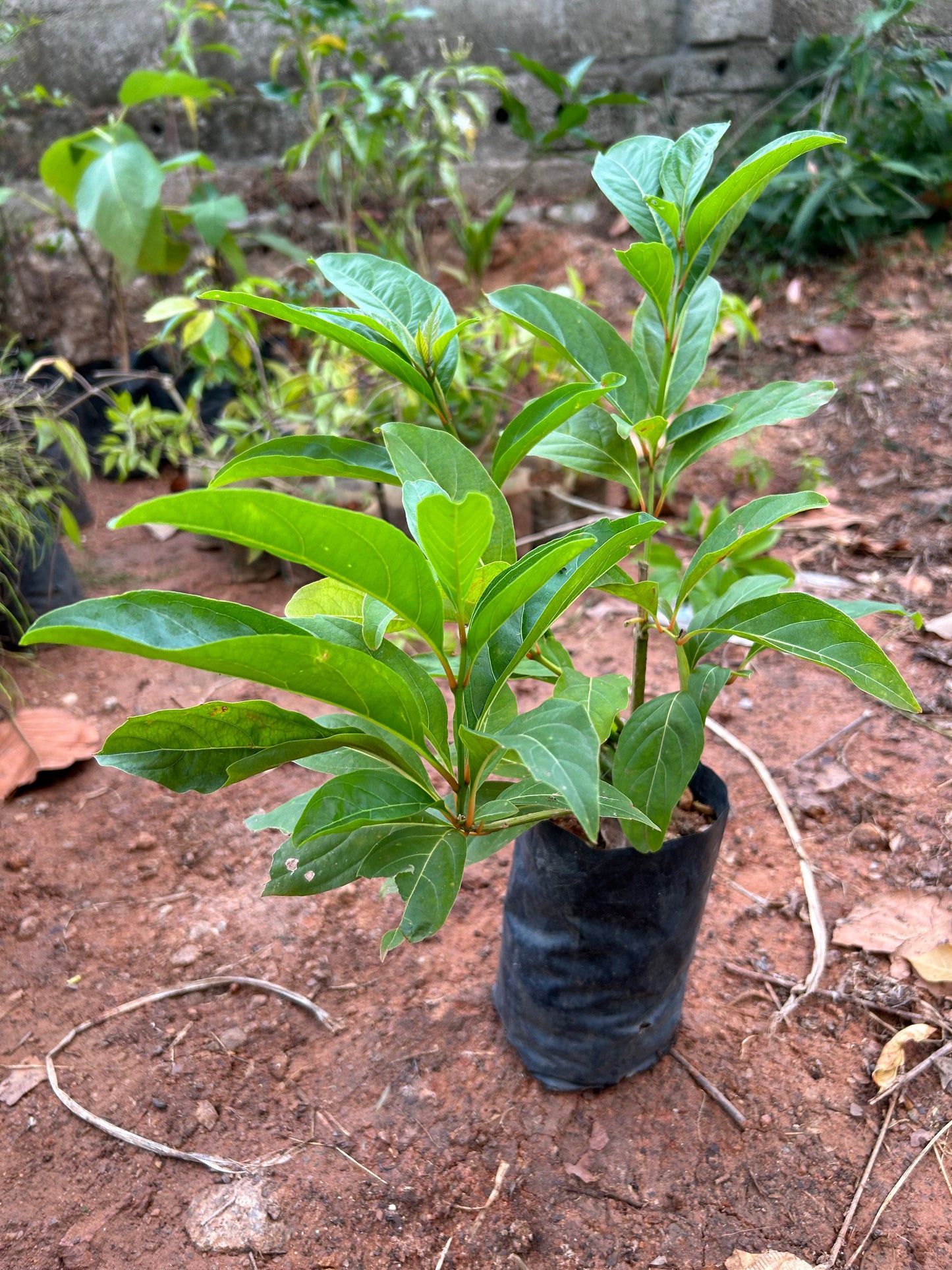 Chithraxylam Spinosum Fragrant (Fiddlewood) Flowering Live Plant