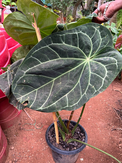 anthurium cry Anthurium Magnificum (Big Size) Rare Indoor Live Plant – Bloomica
