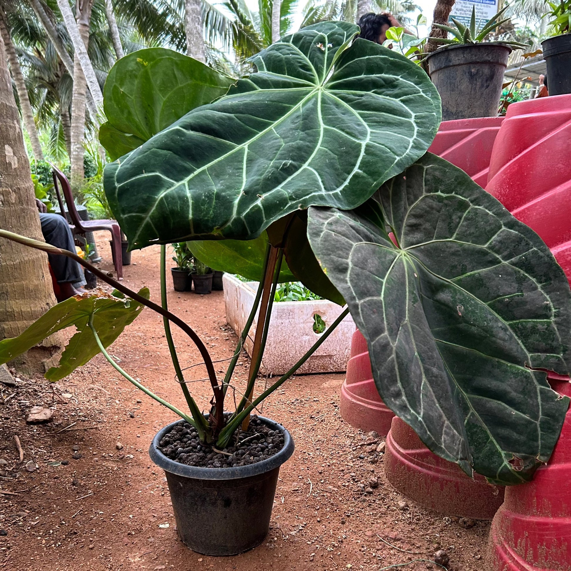 anthurium magnificum common name Anthurium Magnificum (Big Size) Rare Indoor Live Plant – Bloomica