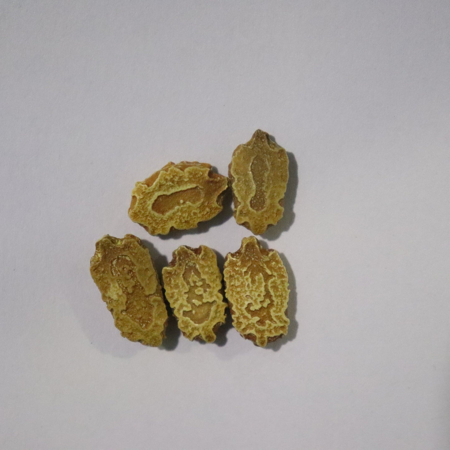 Organic Green Short Bitter Gourd Seeds - Open Pollinated