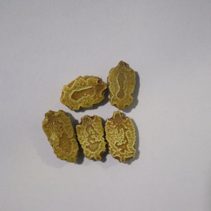Organic Green Short Bitter Gourd Seeds - Open Pollinated