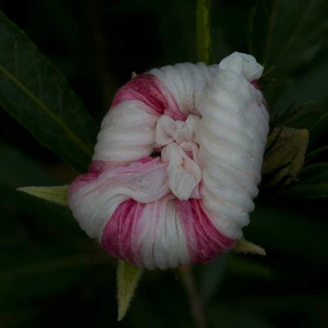 Hibiscus Heterophyllus (MALVACEAE) Flowering Live Plant