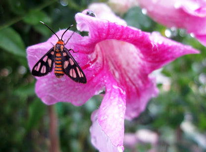 St John's Creeper (Podranea ricasoliana) Flowering Live Plant