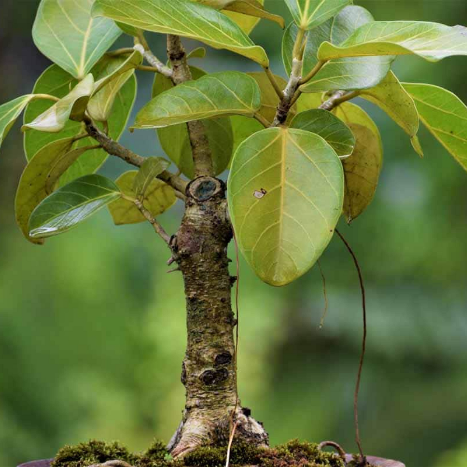 banyan tree bonsai Indian Banyan Tree Bonsai (Ficus Benghalensis) Indoor Live Plant – Bloomica