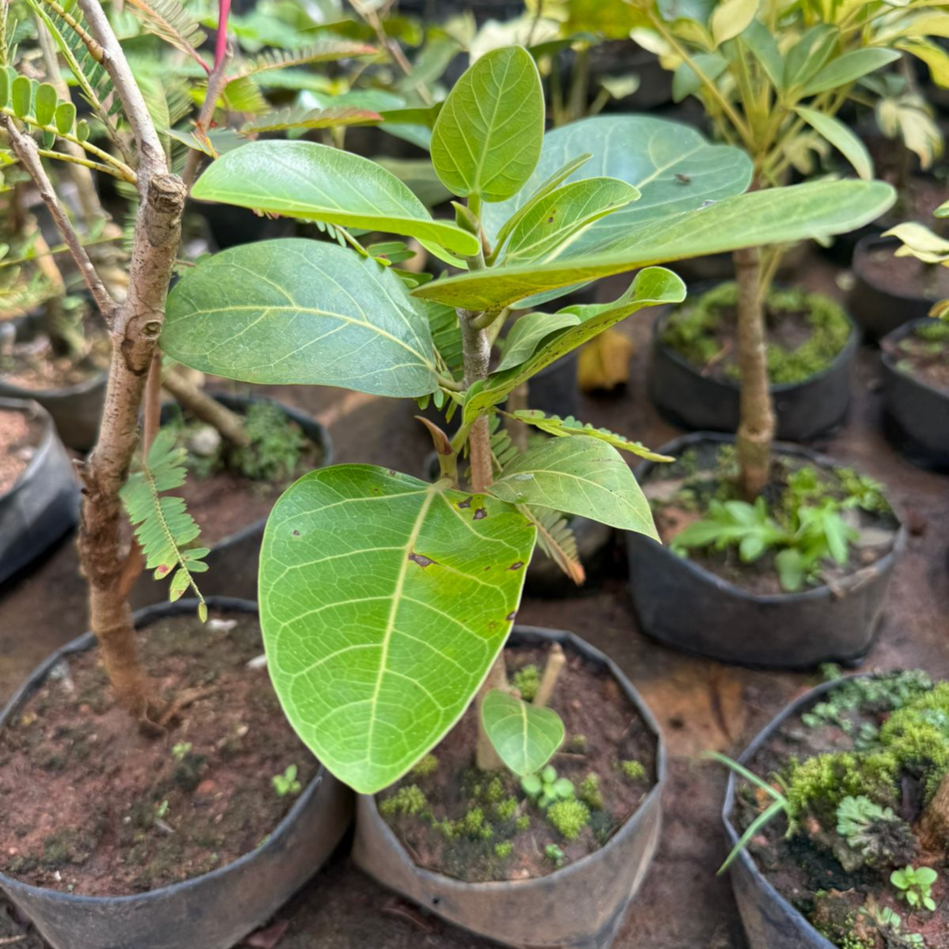indian banyan indoor plant Indian Banyan Tree Bonsai (Ficus Benghalensis) Indoor Live Plant – Bloomica
