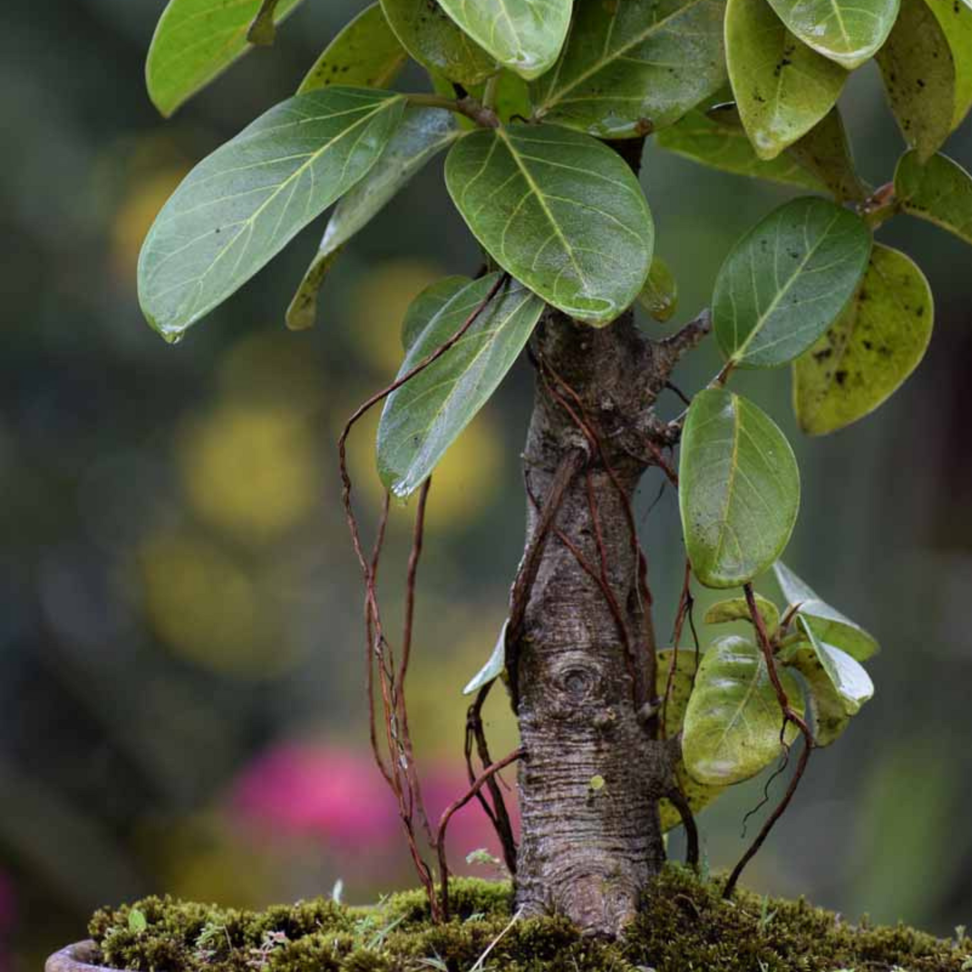 bonsai banyan tree seeds Indian Banyan Tree Bonsai (Ficus Benghalensis) Indoor Live Plant – Bloomica