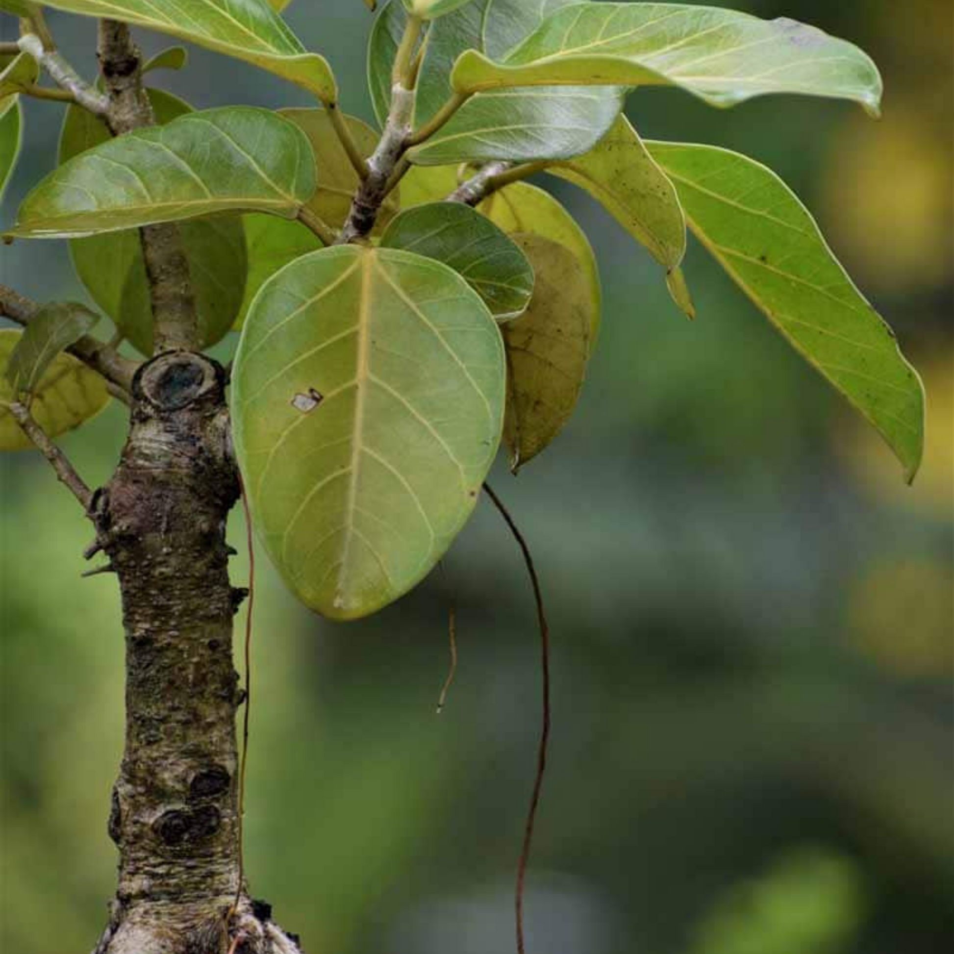 indian banyan indoor plant Indian Banyan Tree Bonsai (Ficus Benghalensis) Indoor Live Plant – Bloomica