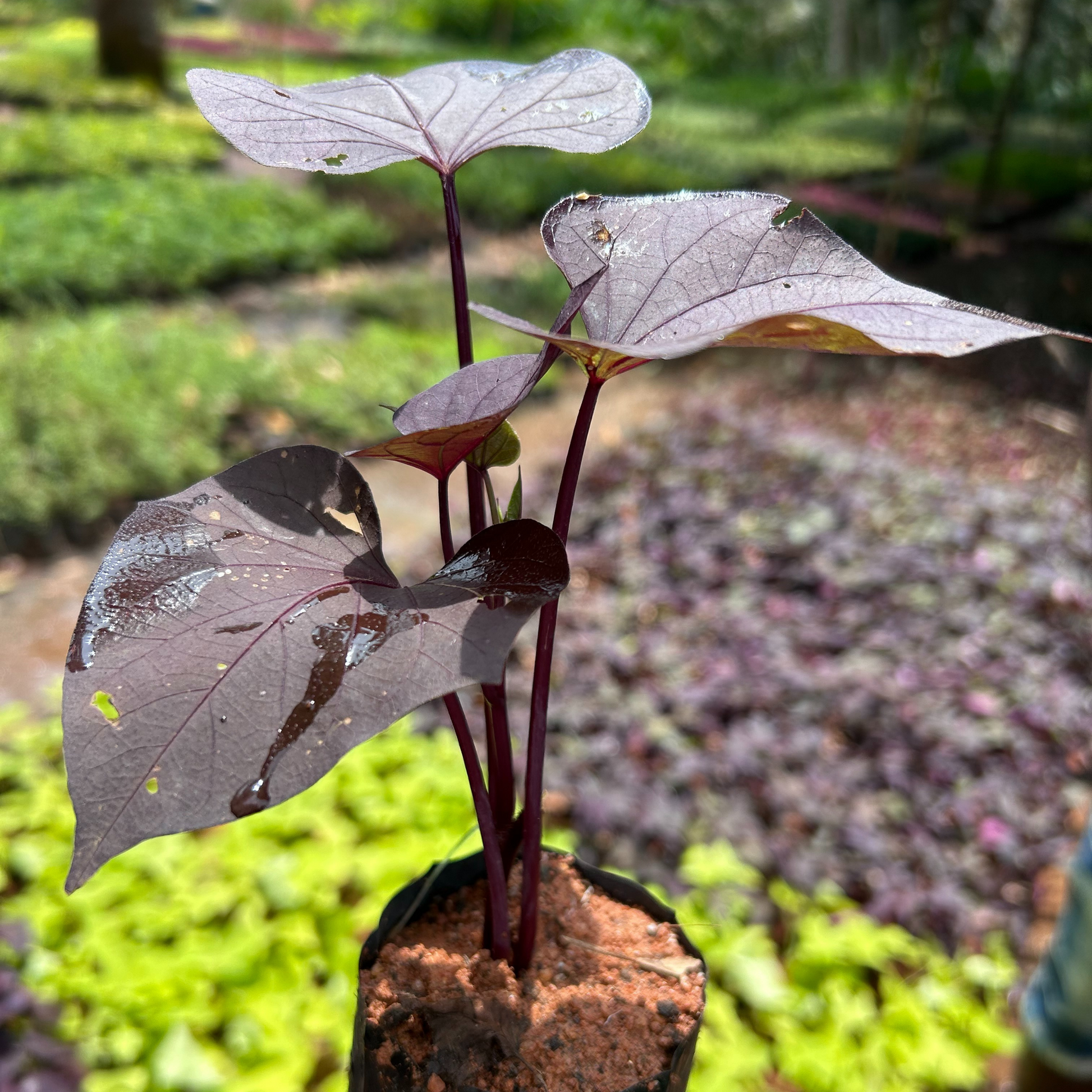 black heart vine indoor plant Ipomoea Black Heart Vine Flowering Live Plant – Bloomica