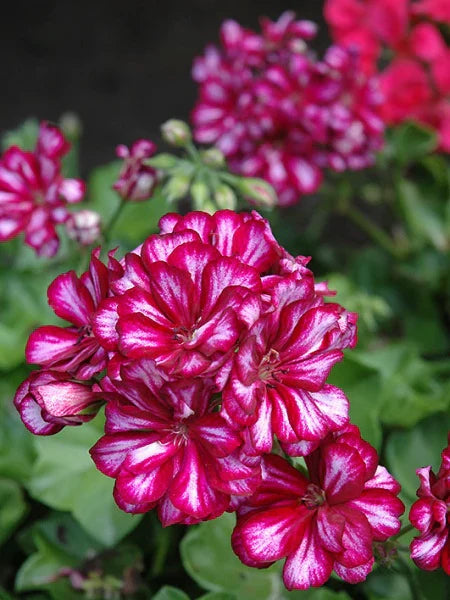 Geranium Ivy Purple and White (Burgundy Bicolor) Creeper/Climber Flowering Live Plant
