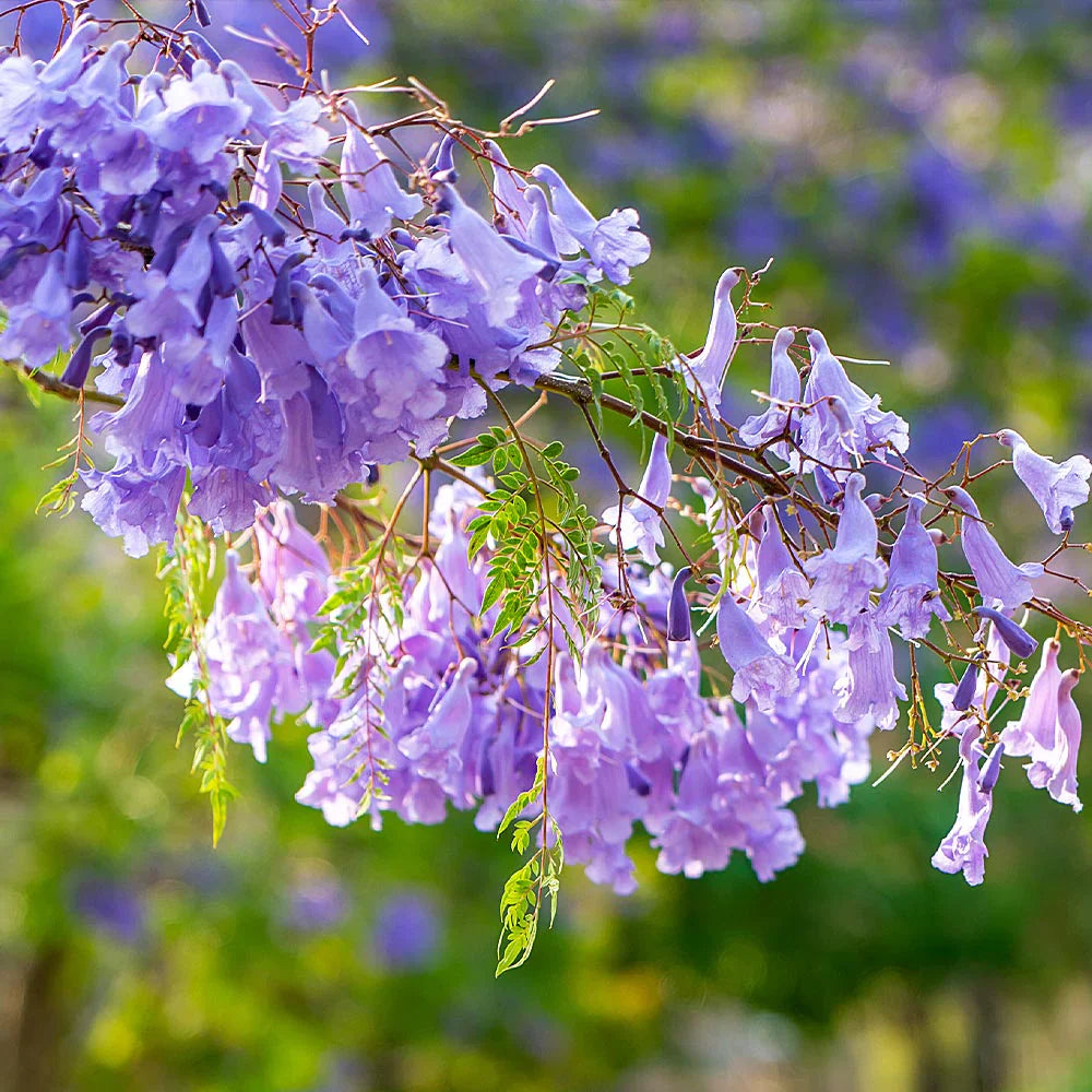 Jacaranda (Jacaranda Mimosifolia) Neel Mohar Live Plant