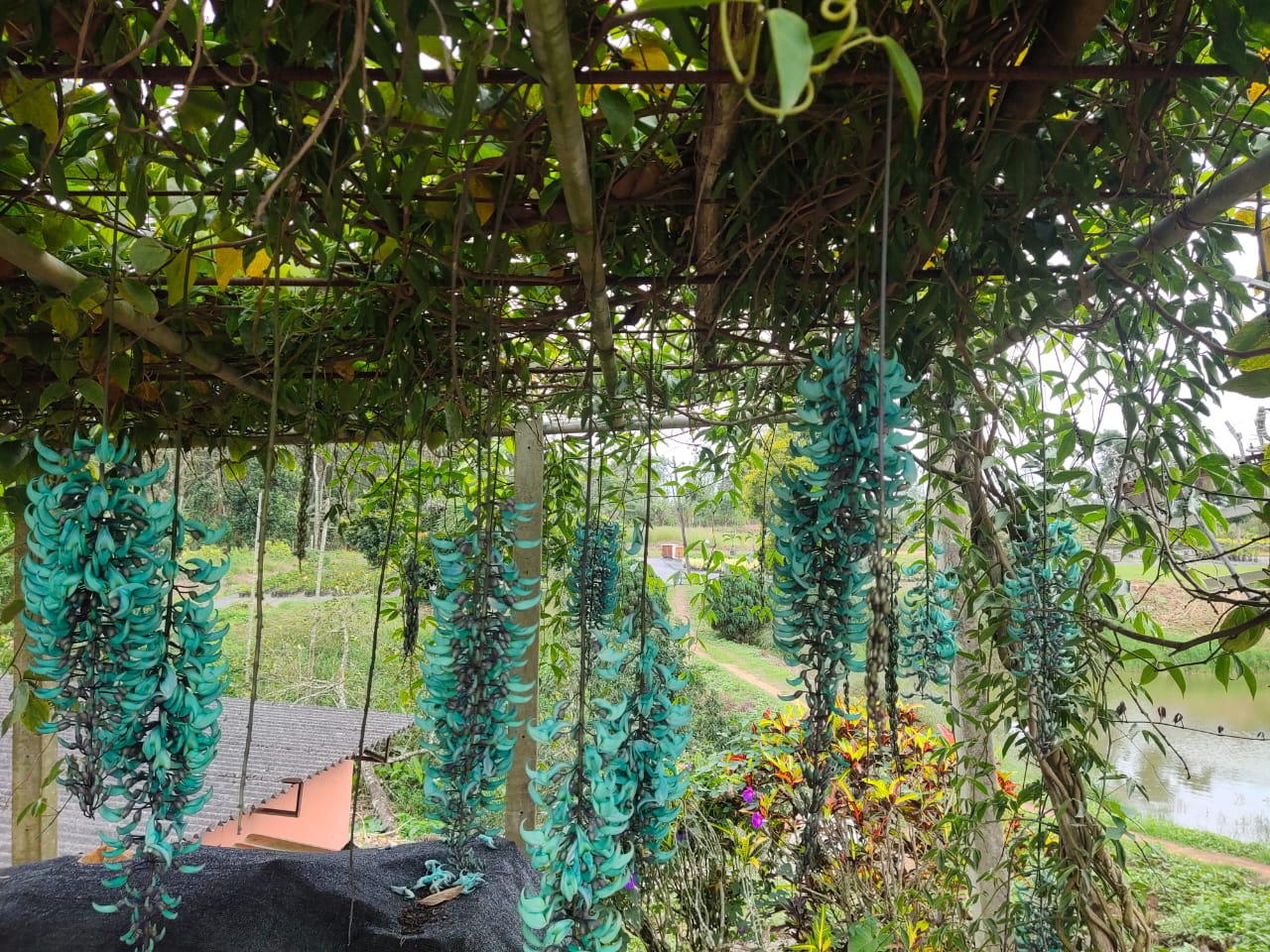 Nema/Blue Jade Vine (Strongylodon macrobotrys) Live Plant