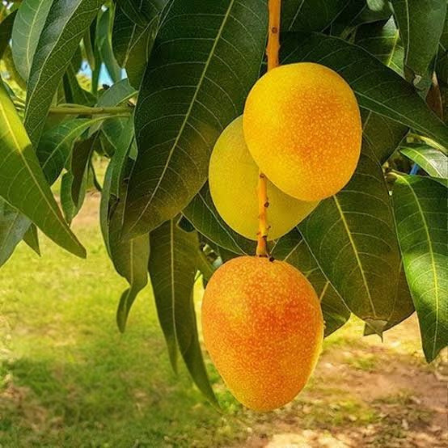 Jahangir Mango Grafted Live Plant