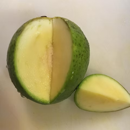 Jahangir Mango Grafted Live Plant