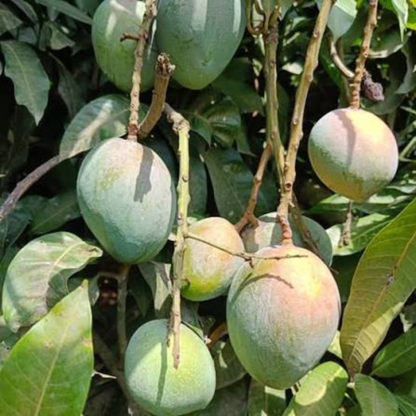 Jahangir Mango Grafted Live Plant