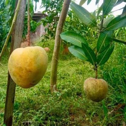 Jahangir Mango Grafted Live Plant