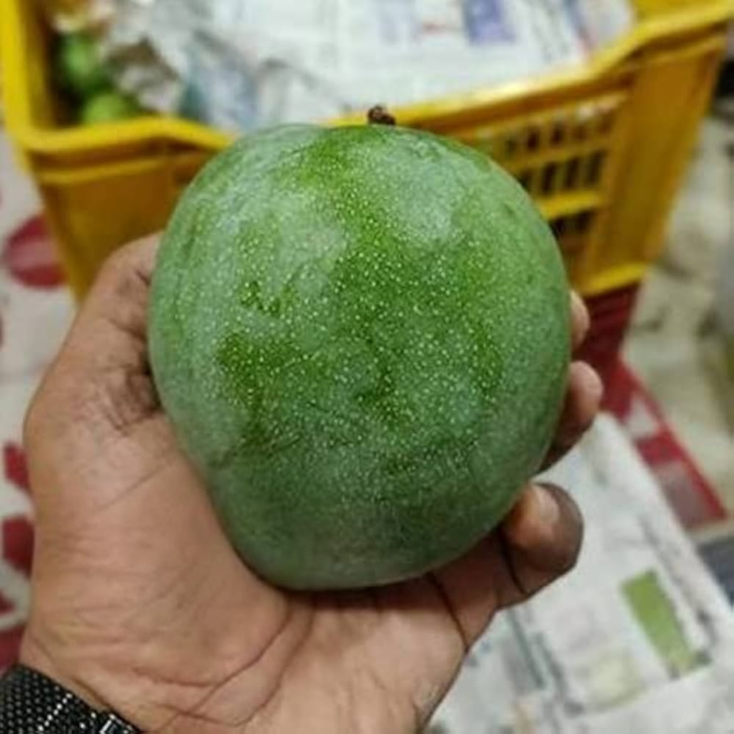 Jahangir Mango Grafted Live Plant