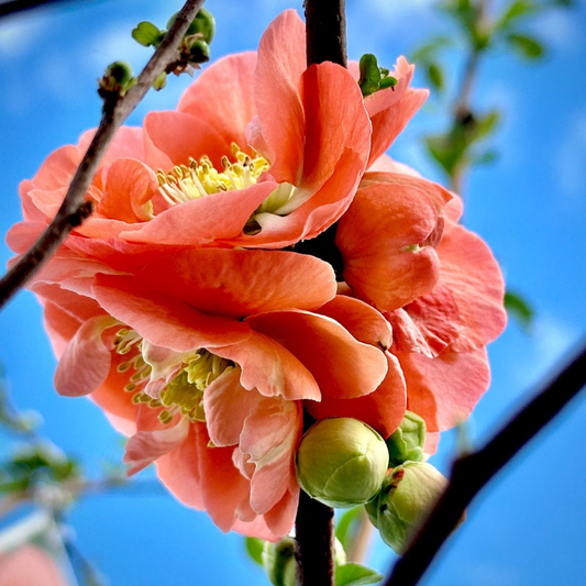 Japanese Quince Peach Rare Flowering Live Plant